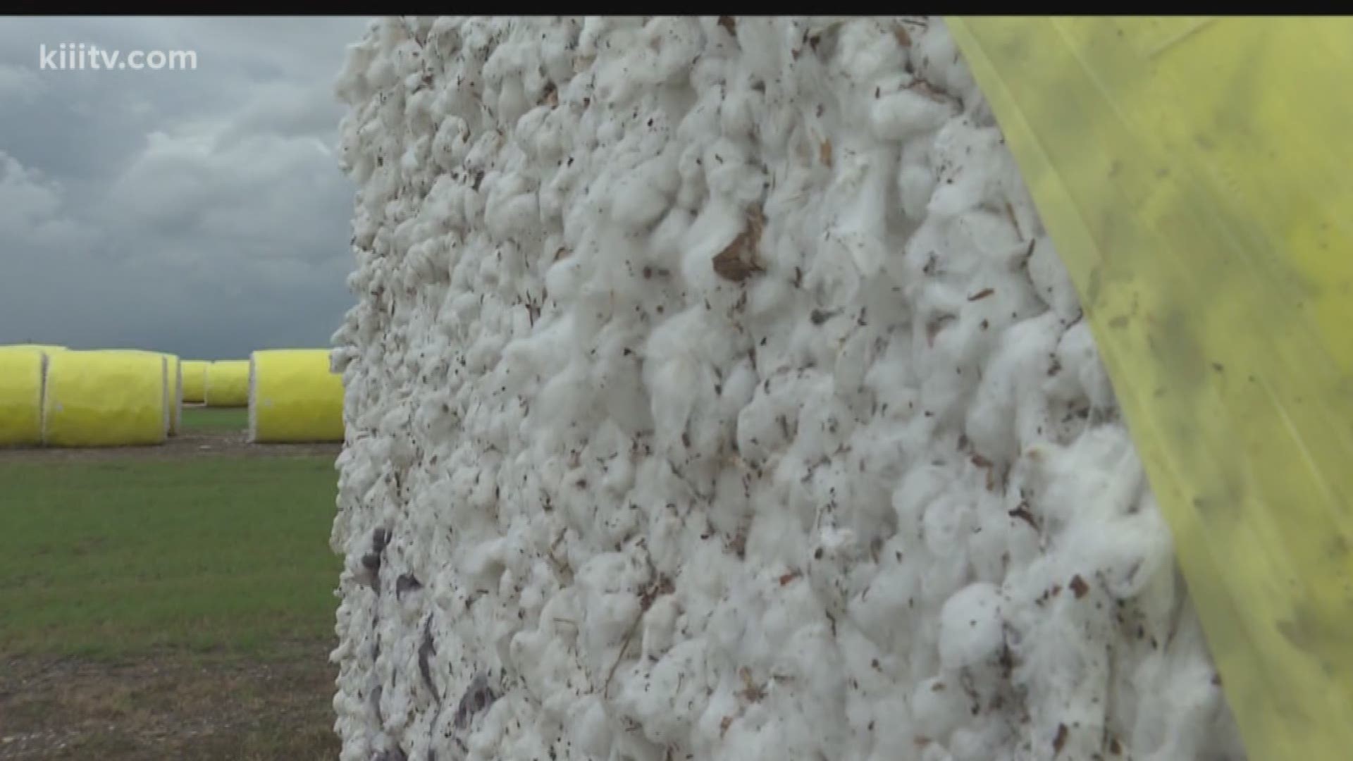 The end of summer in South Texas means just one thing to area cotton farmers -- time to clear the fields and bring in the harvest.