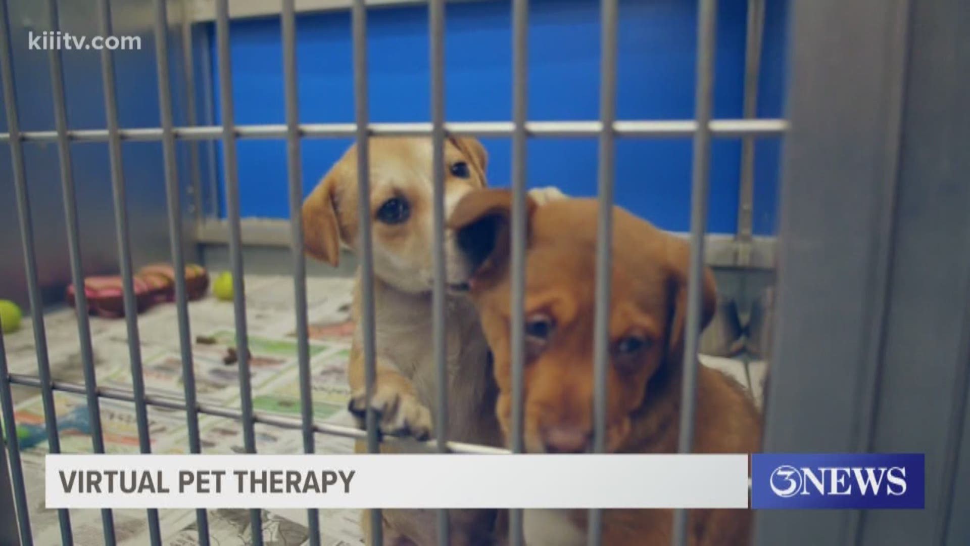 The Gulf Coast Humane Society said they recently transitioned to "virtual pet therapy" in hopes of bringing some positivity through a screen.