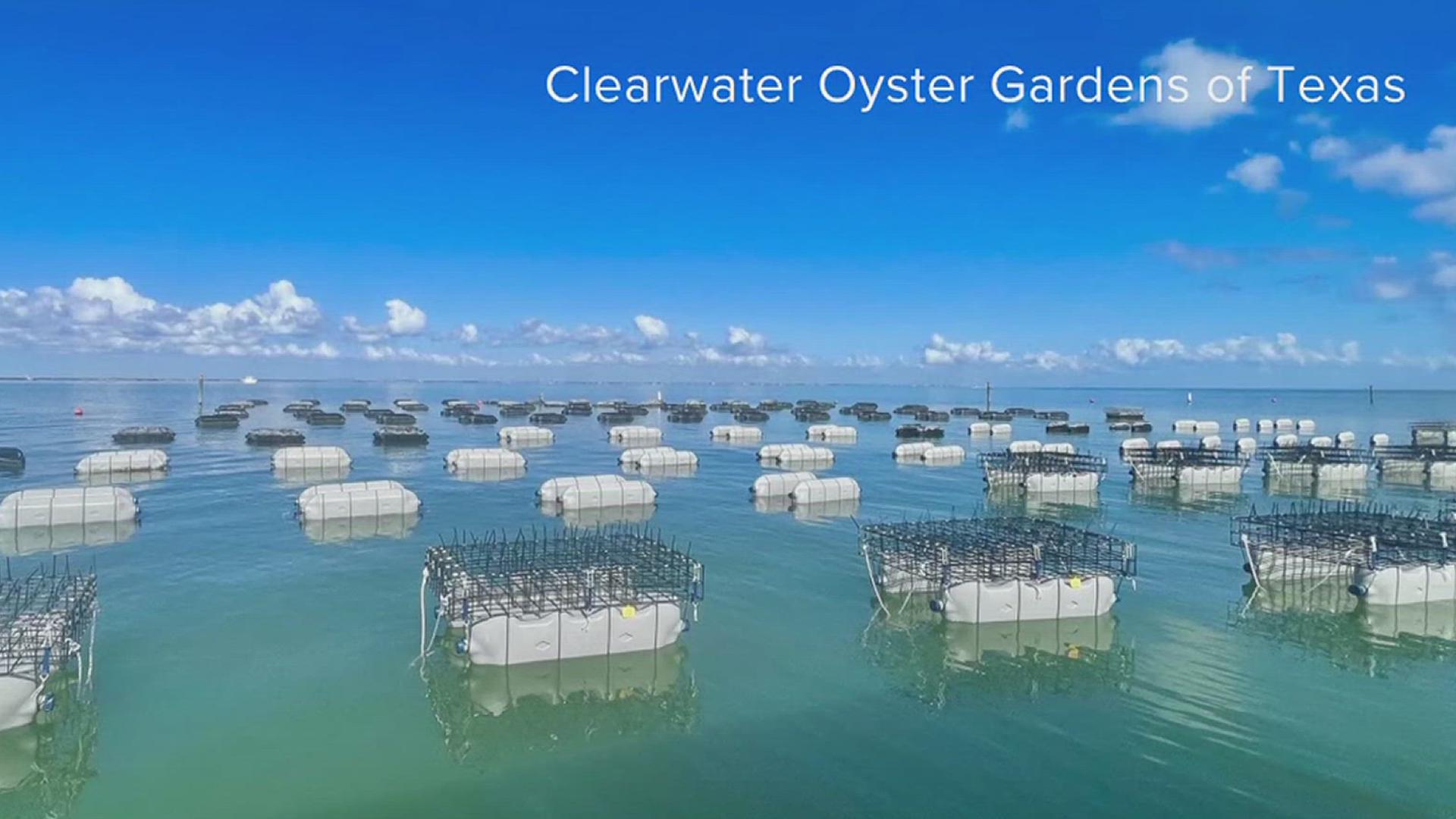 The grant is intended to restore heavily degraded oyster reefs in Texas.