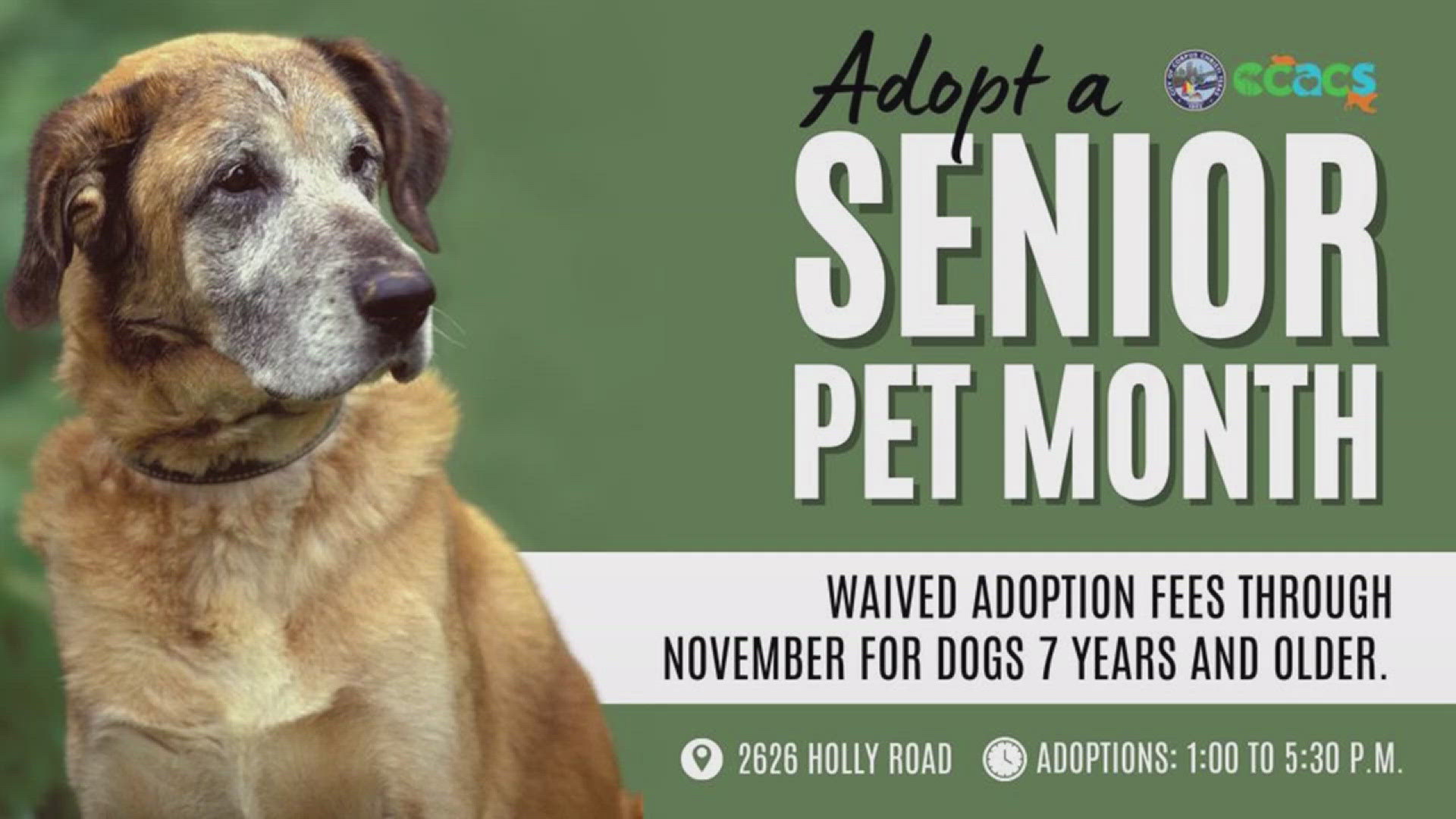 During the month of November, adoption fees will be waived for all dogs over seven years old.