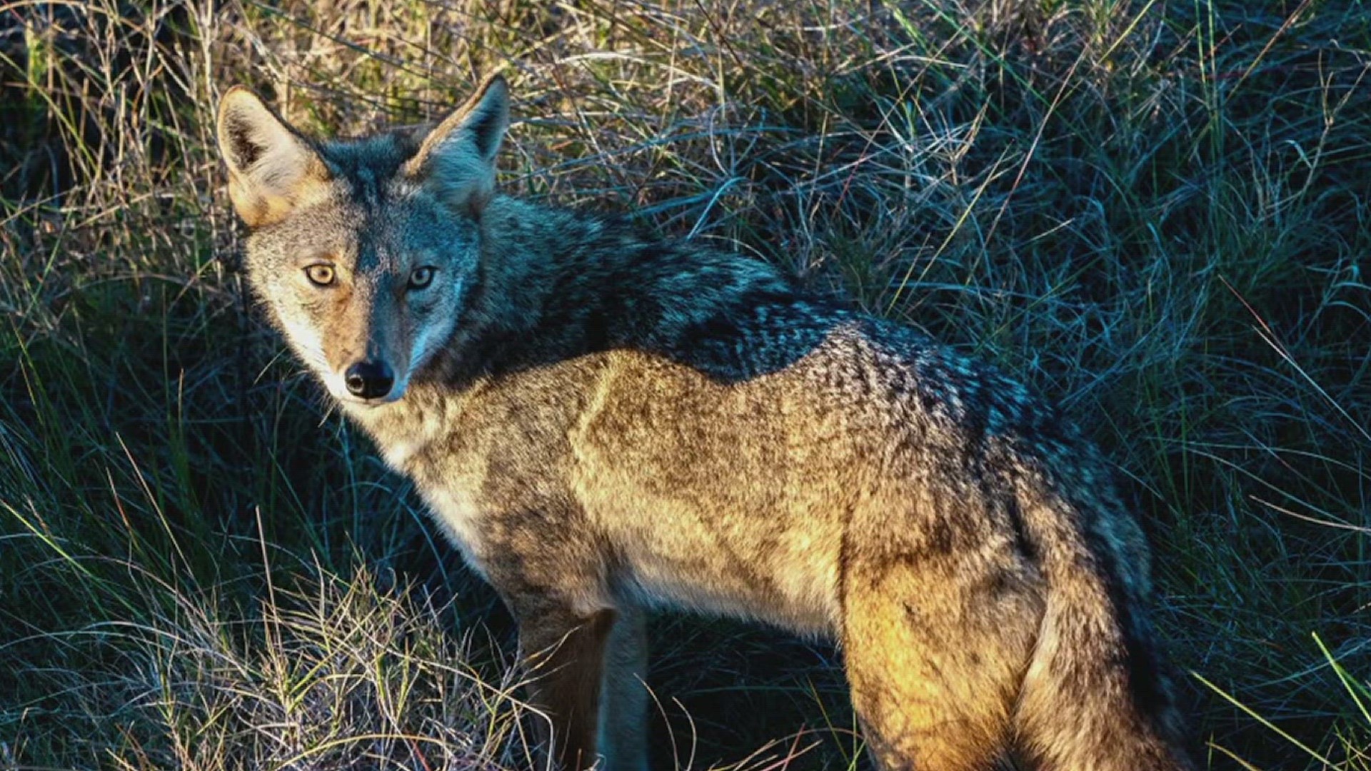 The city's animal control officer B.J. Grimes said that recent development is driving the coyotes closer into city limits.