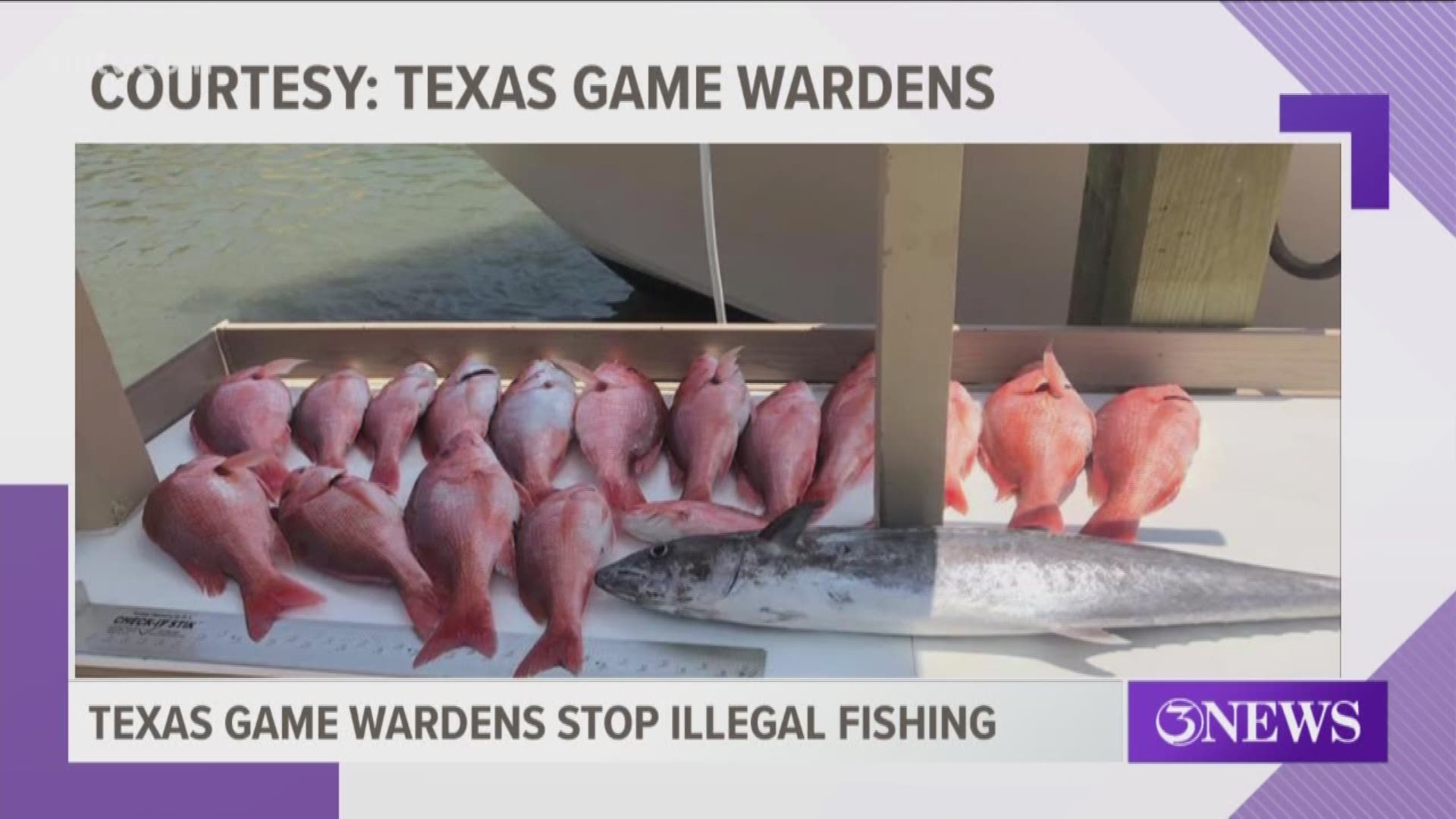 All of the fish were caught in federal waters, which are closed for snapper fishing.