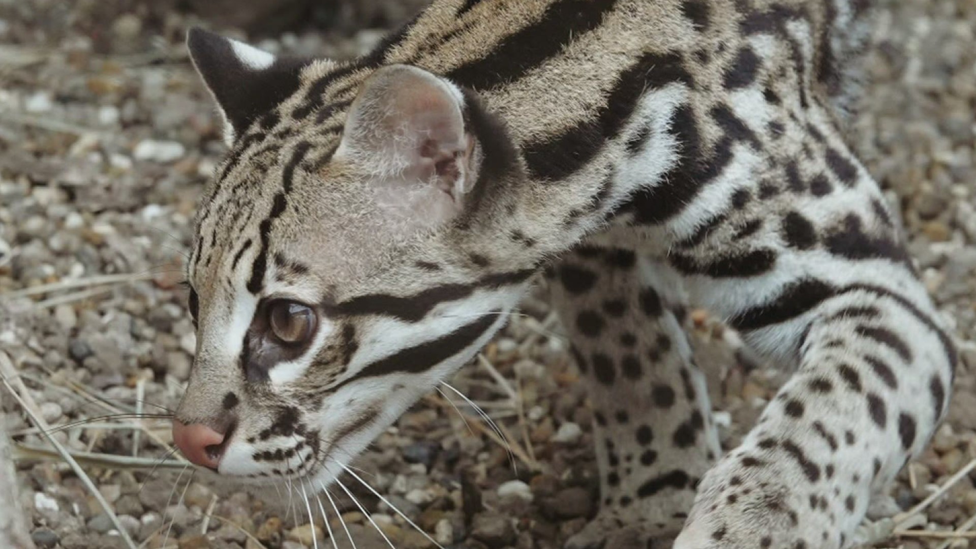 Since their arrival, the ocelots have been acclimating to their new home.