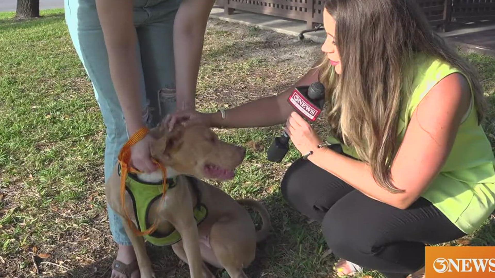 This week's star of Rescue is Penny! A staff-favorite and a doggo of three years, this American Staffordshire Terrier is ready to be rescued!