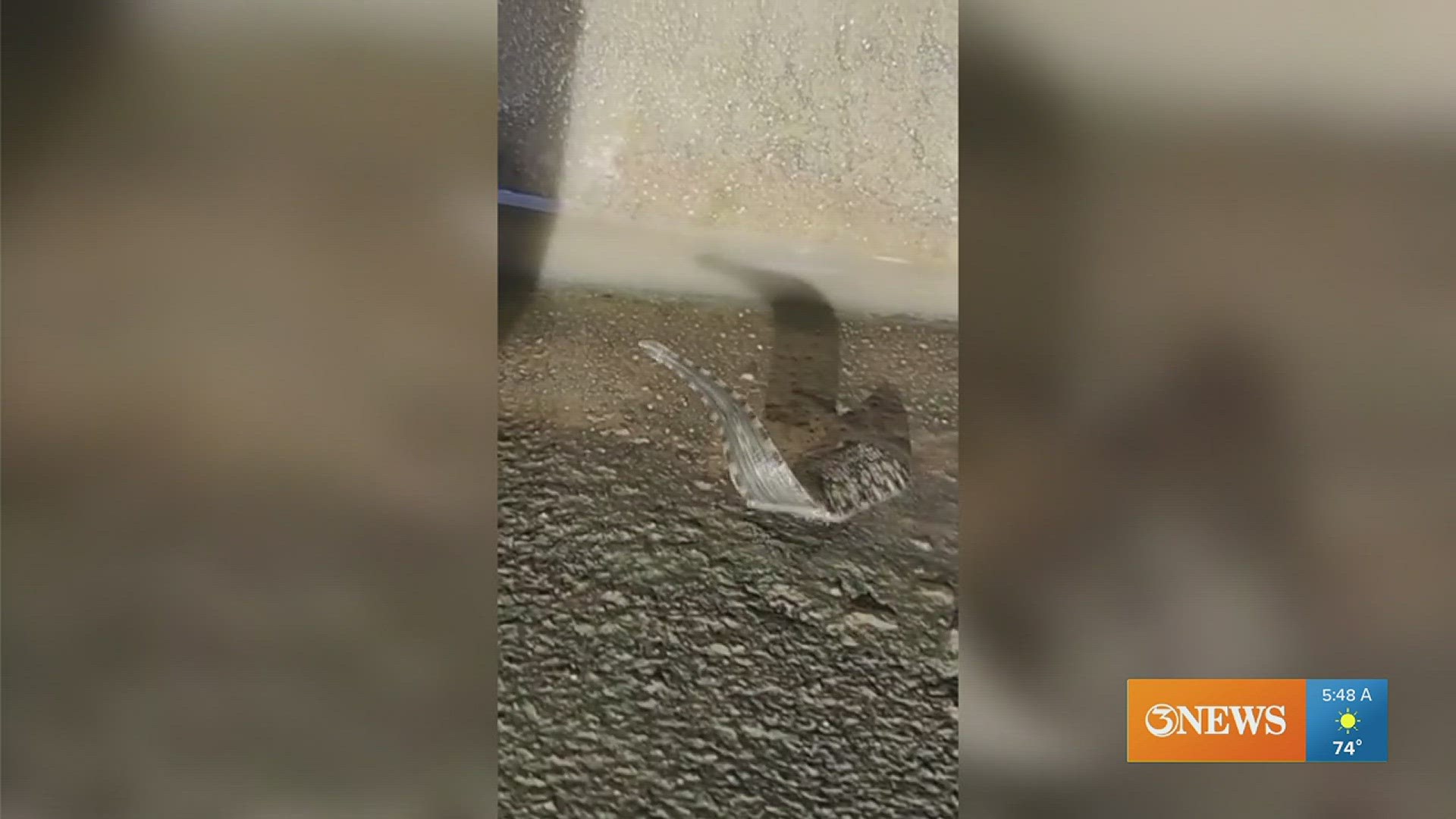 The Anahuac National Wildlife Refuge posted a video of the creepy crawler found in the area.