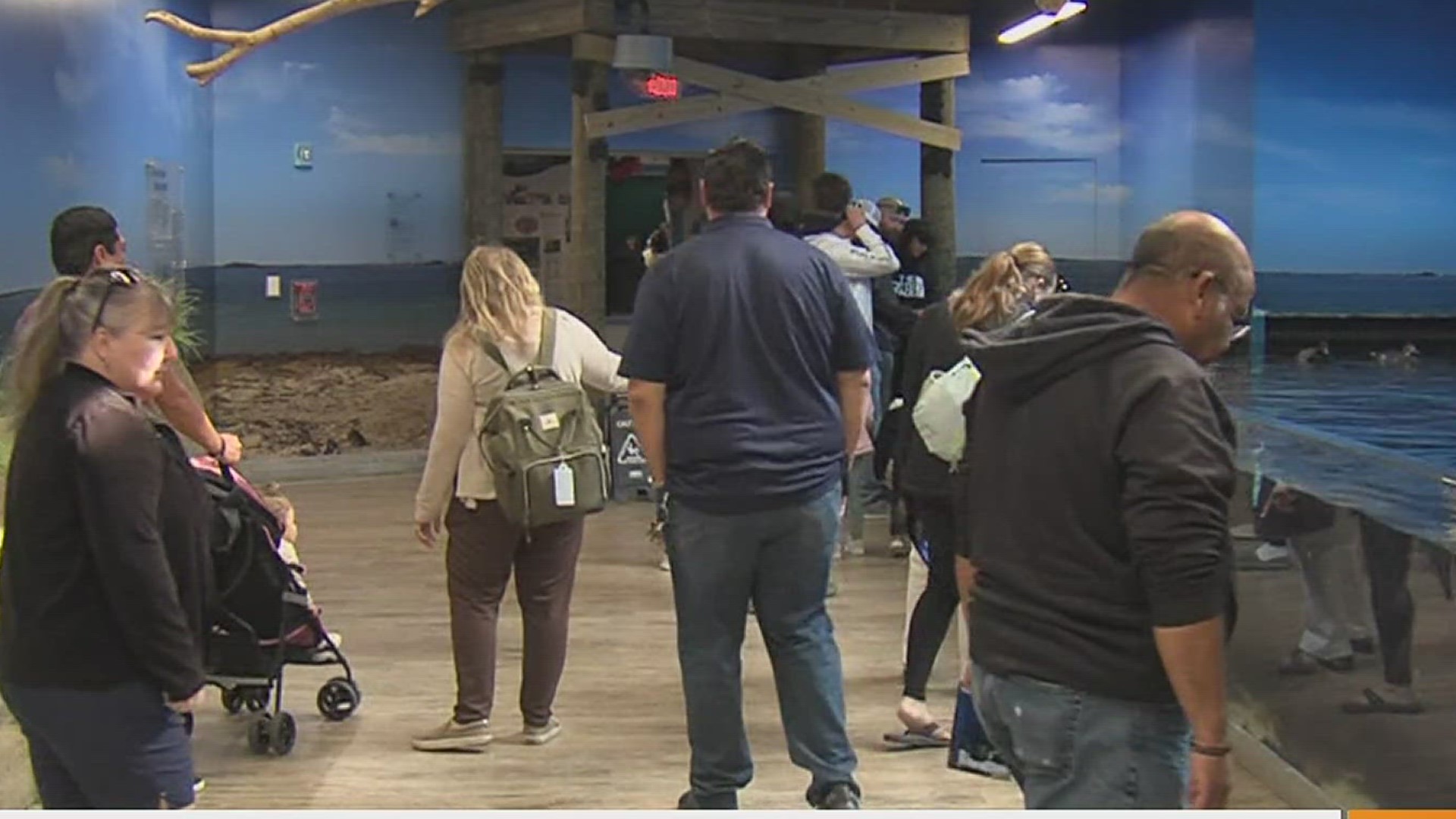 This is a big week for the Texas state aquarium as thousands descend on the Coastal Bend this Spring Break.