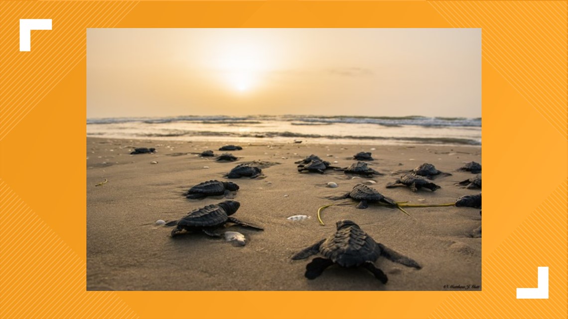 Tracking sea turtle's nests on the Texas coast | kiiitv.com