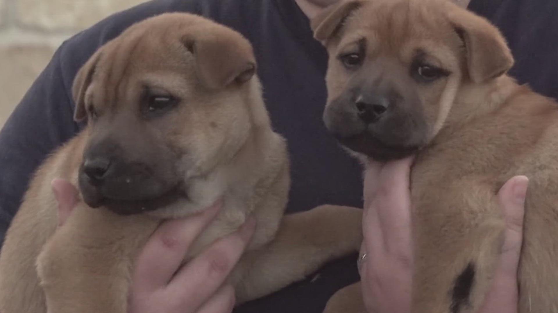 Heartwarming rescue: Puppies saved from fire and reunited with owner ...