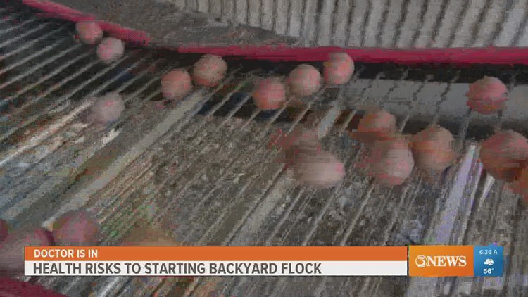 Backyard chicken craze comes with health warnings