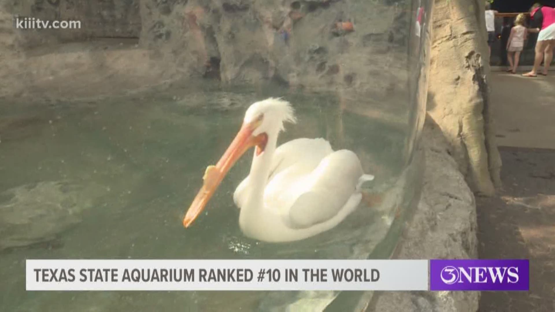 The Texas State Aquarium has received a huge recognition -- the Corpus Christi family attraction has been named one of the 10 best aquariums in the world!

Texas State Aquarium CEO Tom Schmid joined 3News at 5 p.m. to discuss what this special recognition means for the Aquarium and for the Coastal Bend.