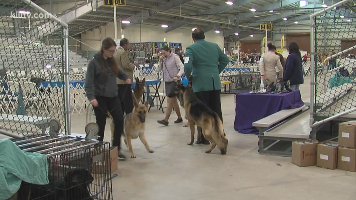 Corpus Christi Kennel Club Dog Show runs through Sunday