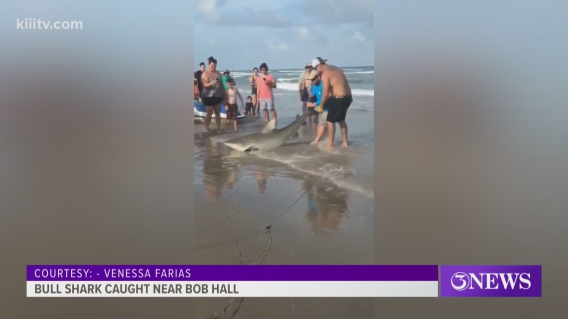 7-foot bull shark caught near Bob Hall Pier in Corpus Christi | kiiitv.com