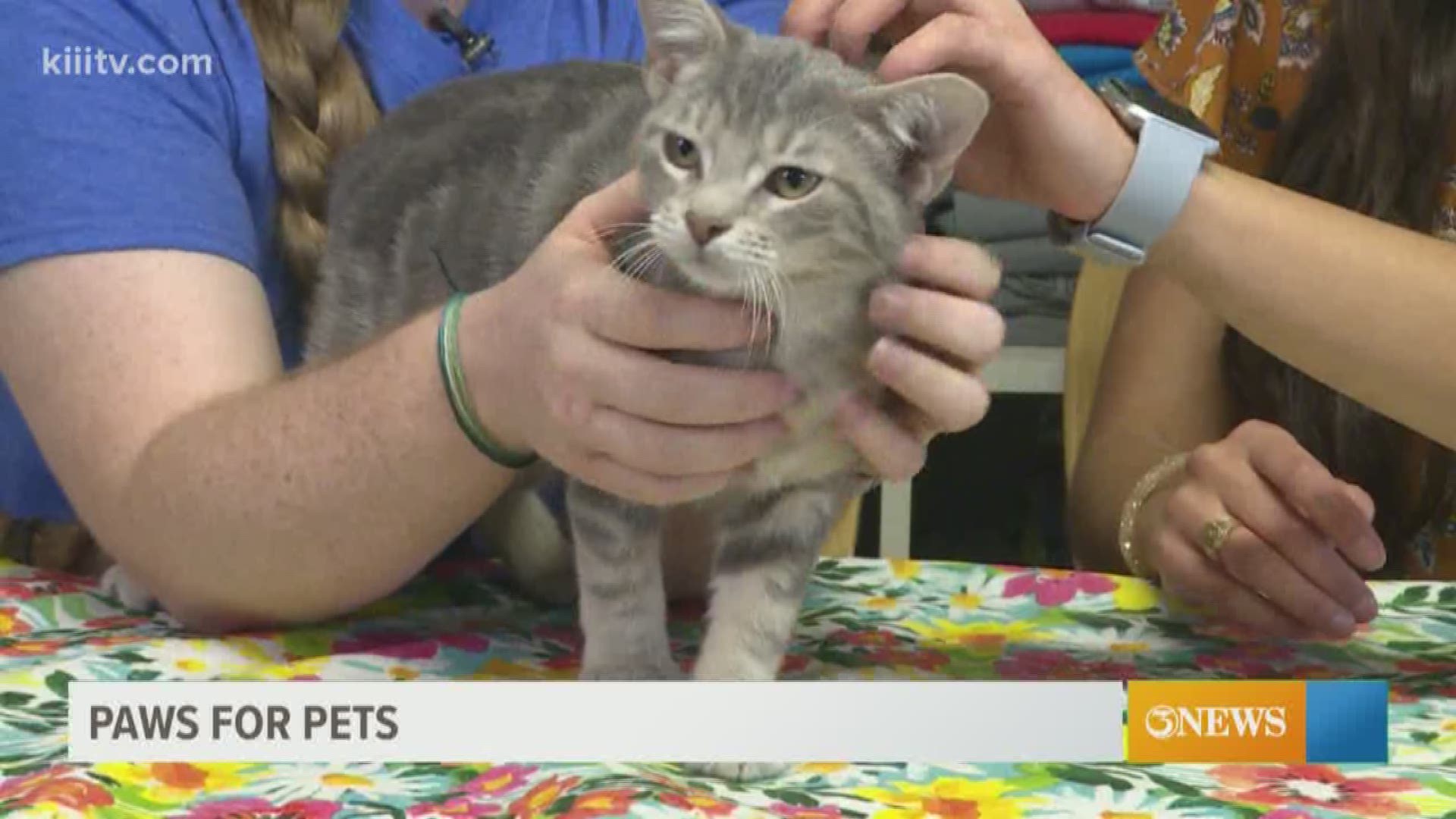Meet today's featured pet from The Cattery Cat Shelter in Corpus Christi