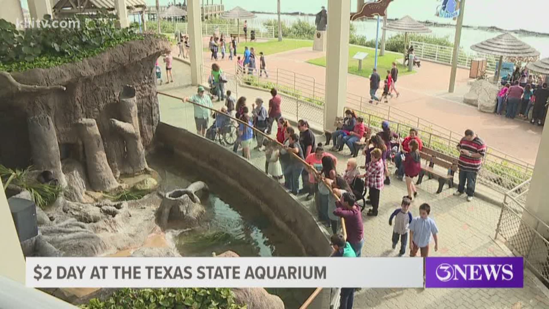 From 10 a.m.-5 p.m. Sunday, Oct. 20, residents can visit the Texas State Aquarium for just $2 per person.