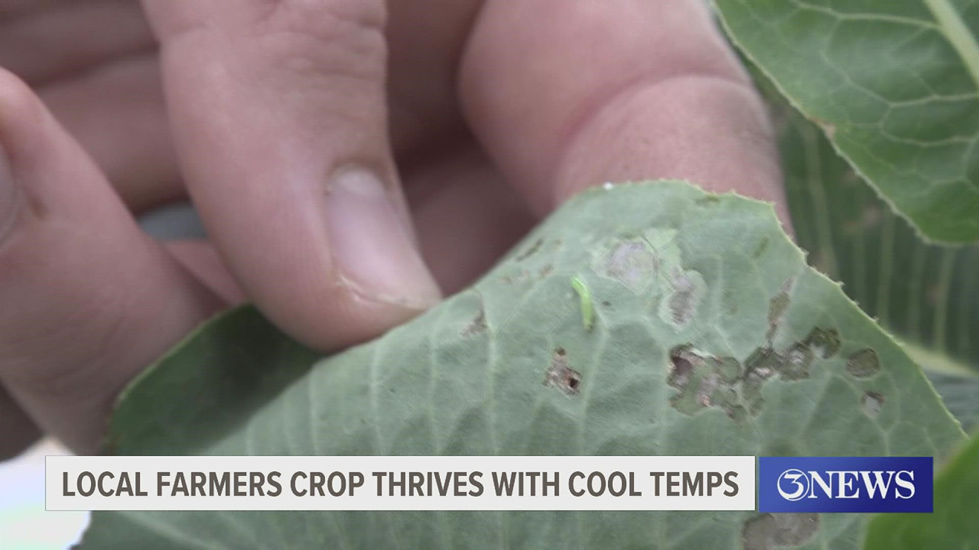 The cold keeps the bugs at a minimum, which means the farmers veggies can begin to thrive. "December through April is kind of peak on the garden." Edelen said.
