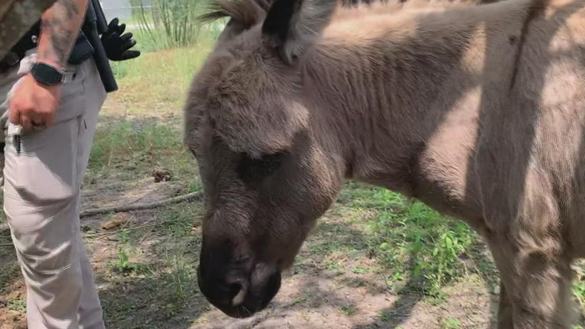 Bee County Sheriff's Office capture donkey, look for owner - Vimarsana News