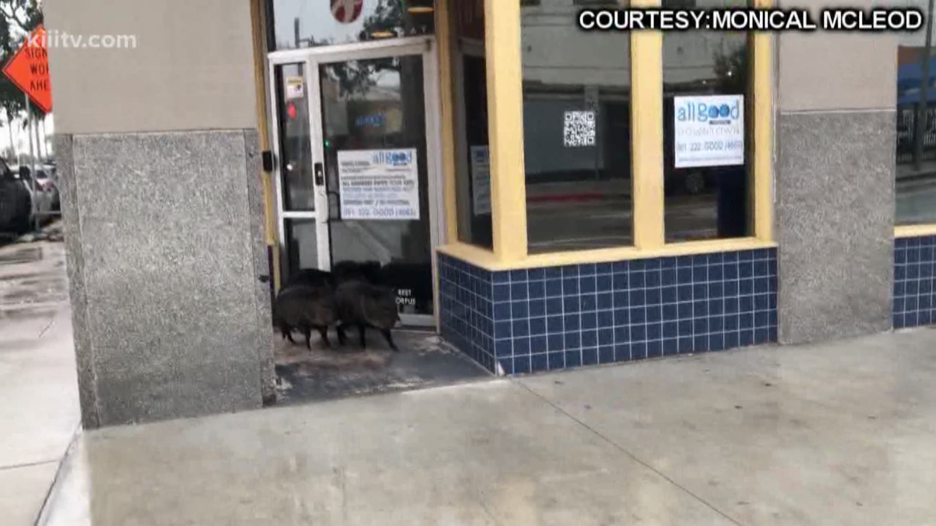 A Corpus Christi business owner caught a rare sight on camera Thursday morning as she arrived to work -- three javelinas exploring the downtown area.