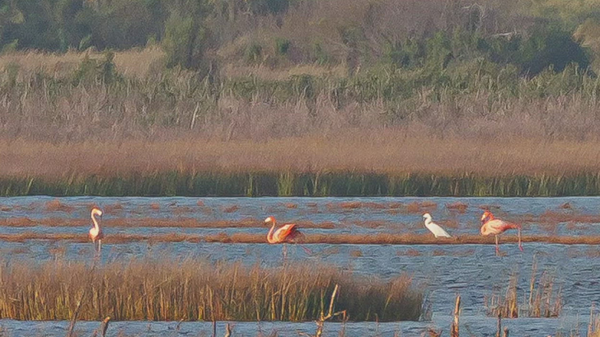 The group of pink flamingoes has arrived in the Coastal Bend, but the fickle fowl are keeping their distance, making it hard to catch a glimpse.