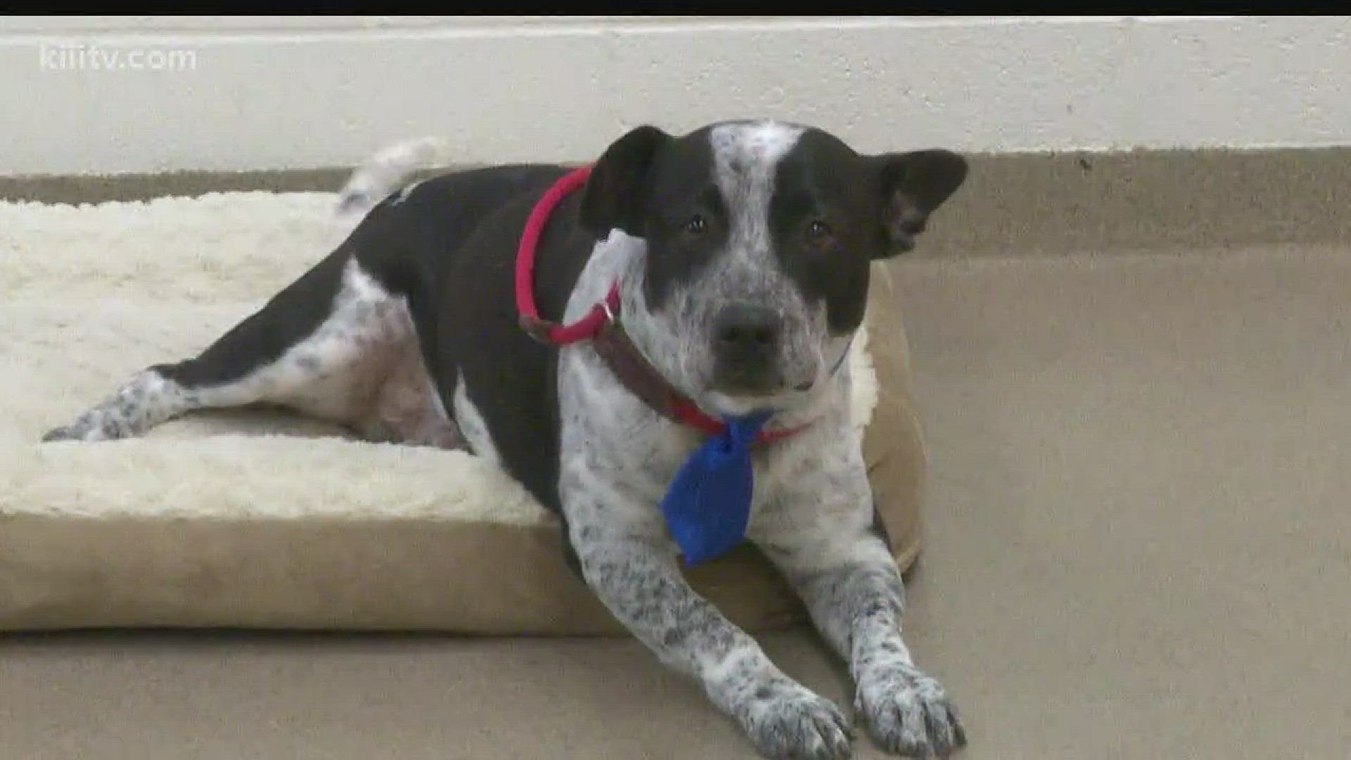 On Wednesday's Paws for Pets, Three News Anchor Kristin Diaz helps our four legged friend Archer find a forever home.
