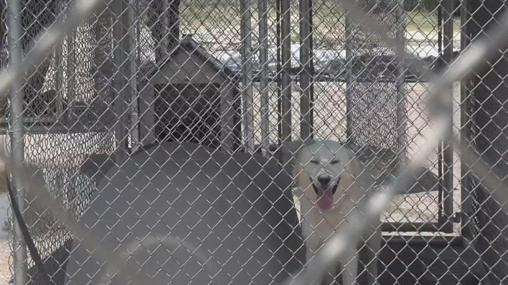 The animal shelter is currently home to 18 dogs. Thanks to Ingleside Police they were moved to safety and their temporary shelter was repaired.