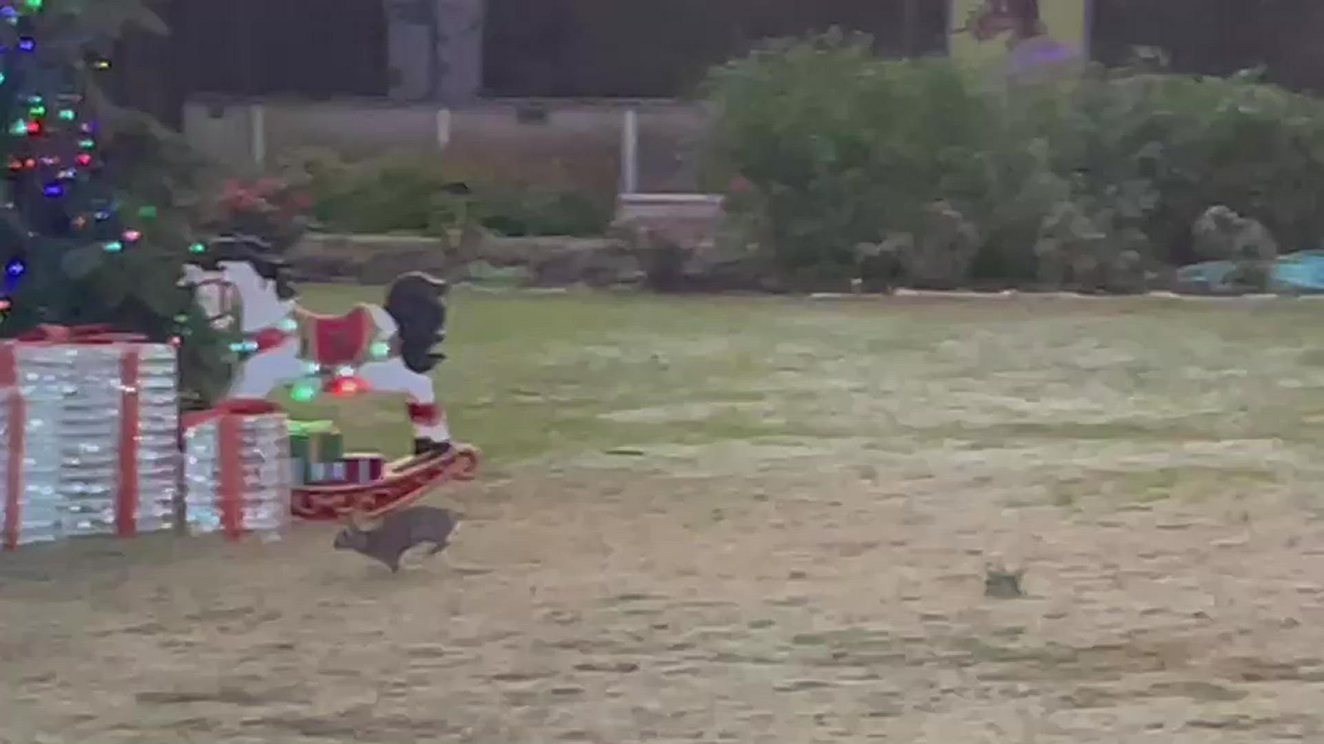 Everybunny hop on over to the South Texas Botanical Gardens and Nature Center for the last weekend of Holly Days!