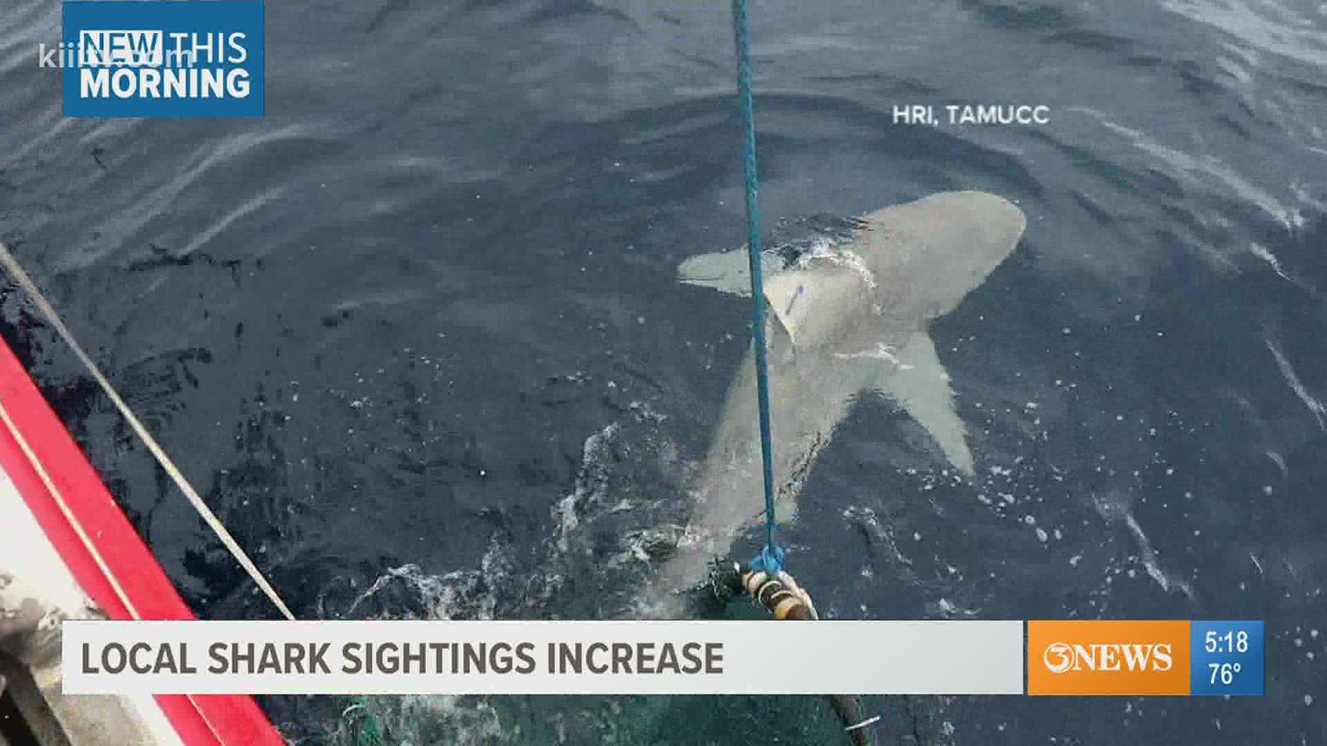 Chances are you have seen a shark in the area lately, either in person or on social media.