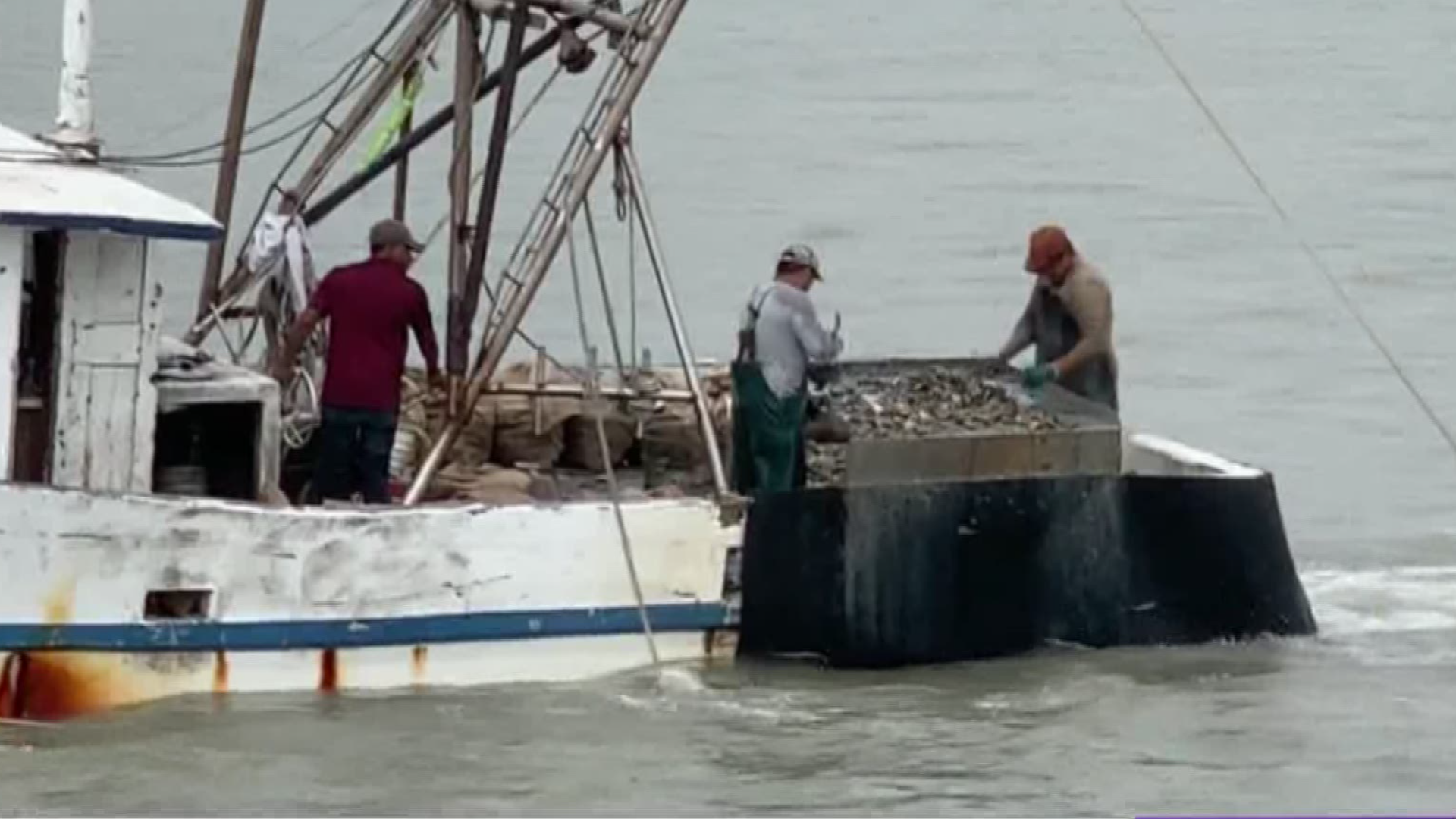 Oyster farming will be legal as of Sept. 1 after Governor Greg Abbot signed a bill.