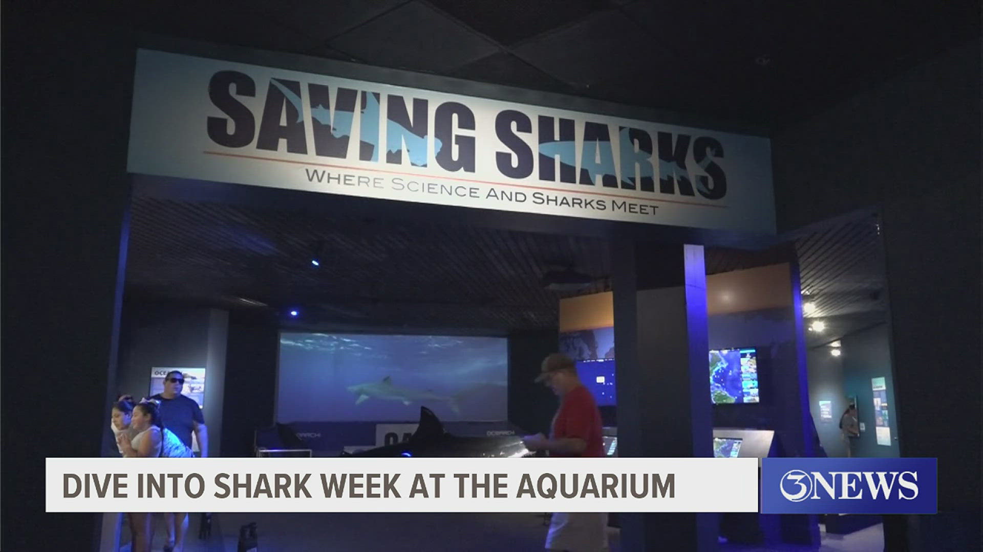 That's right, you can book an experience to hop into the tank yourself to see some sharks up close and personal.