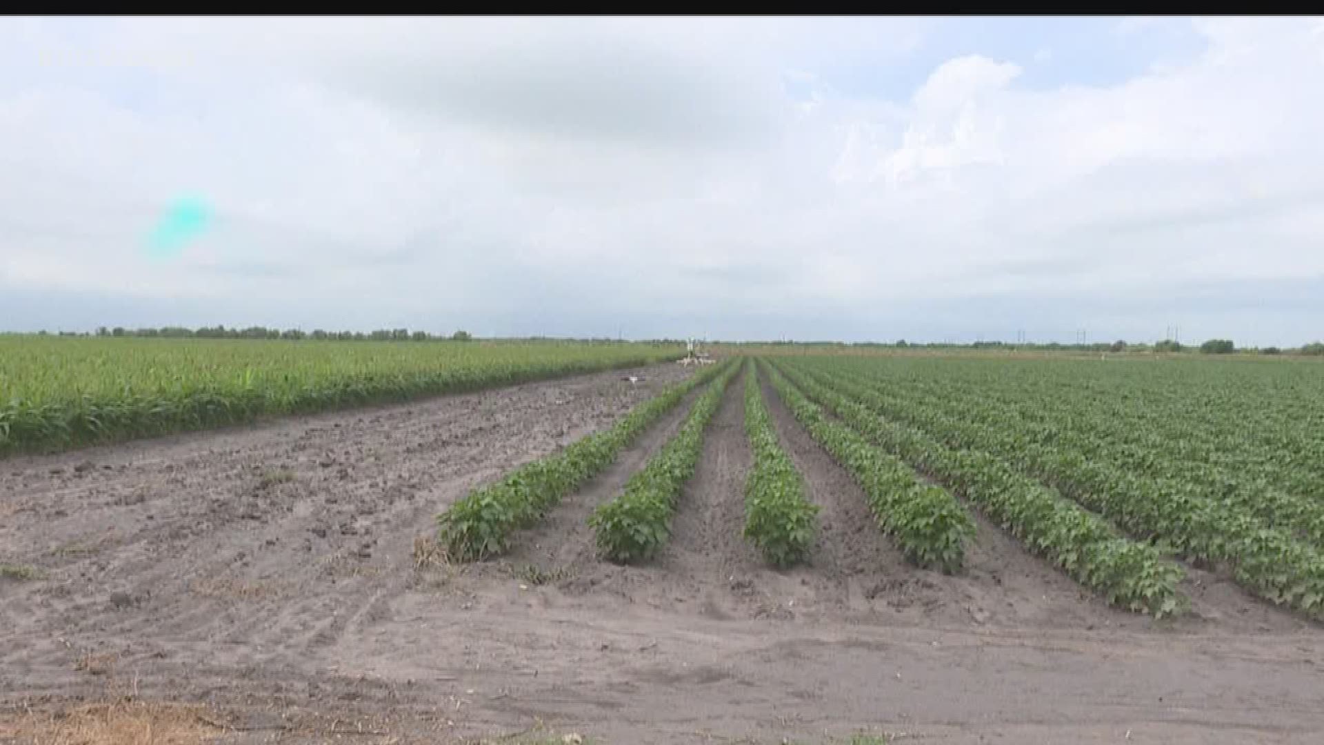 The lack of rain has already wiped out grain crops for some farmers.
