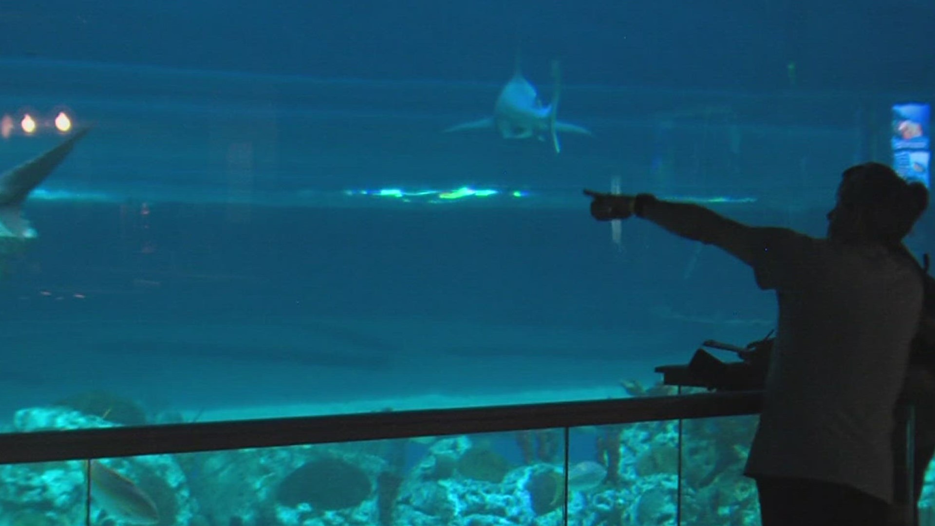 The aquarium will have lowered music and designated quiet zones.
