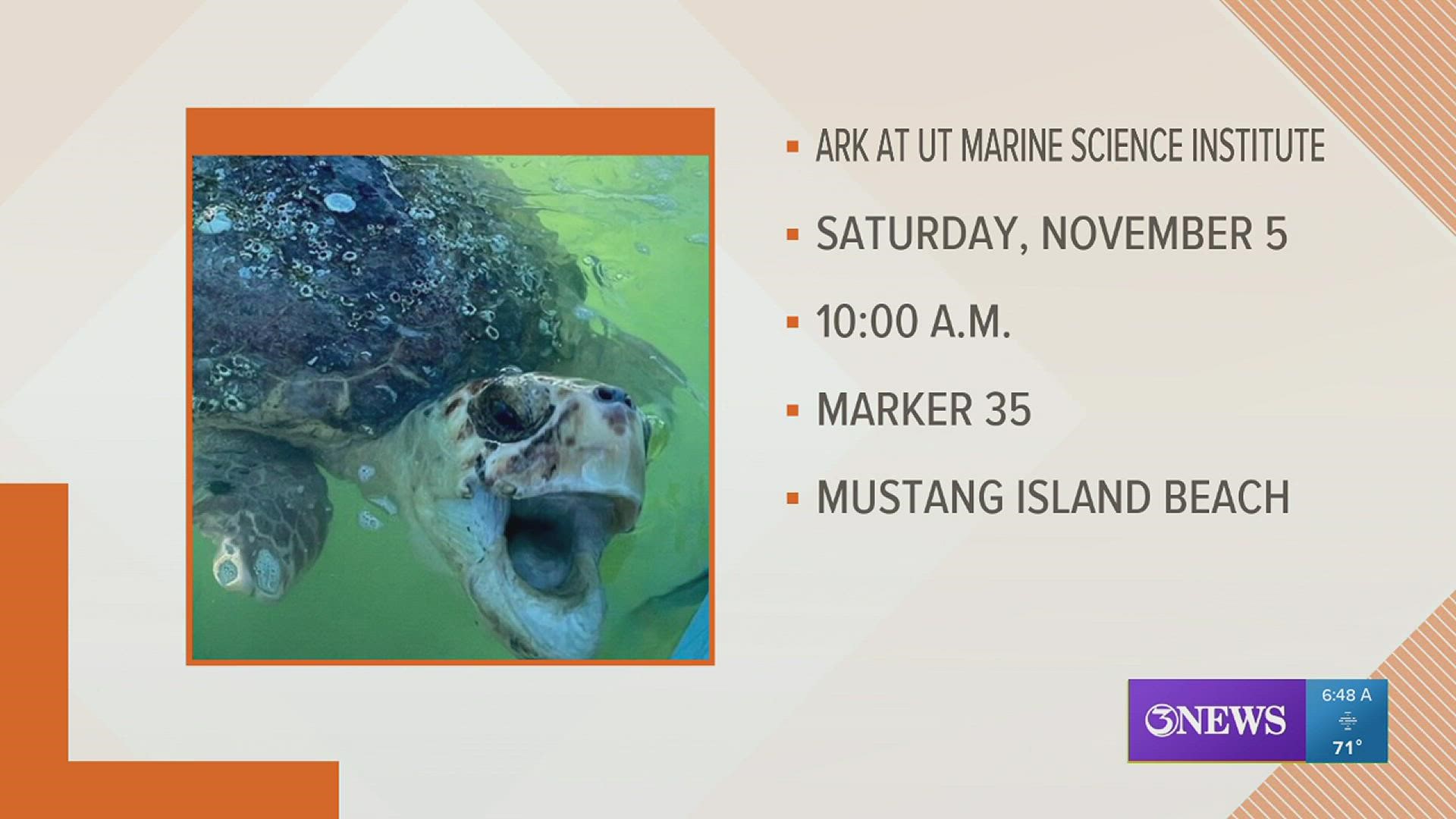 The Amos Rehabilitation Keep invites the Coastal Bend to attend the release of several rehabilitated sea turtles this Saturday on Mustang Island Beach.