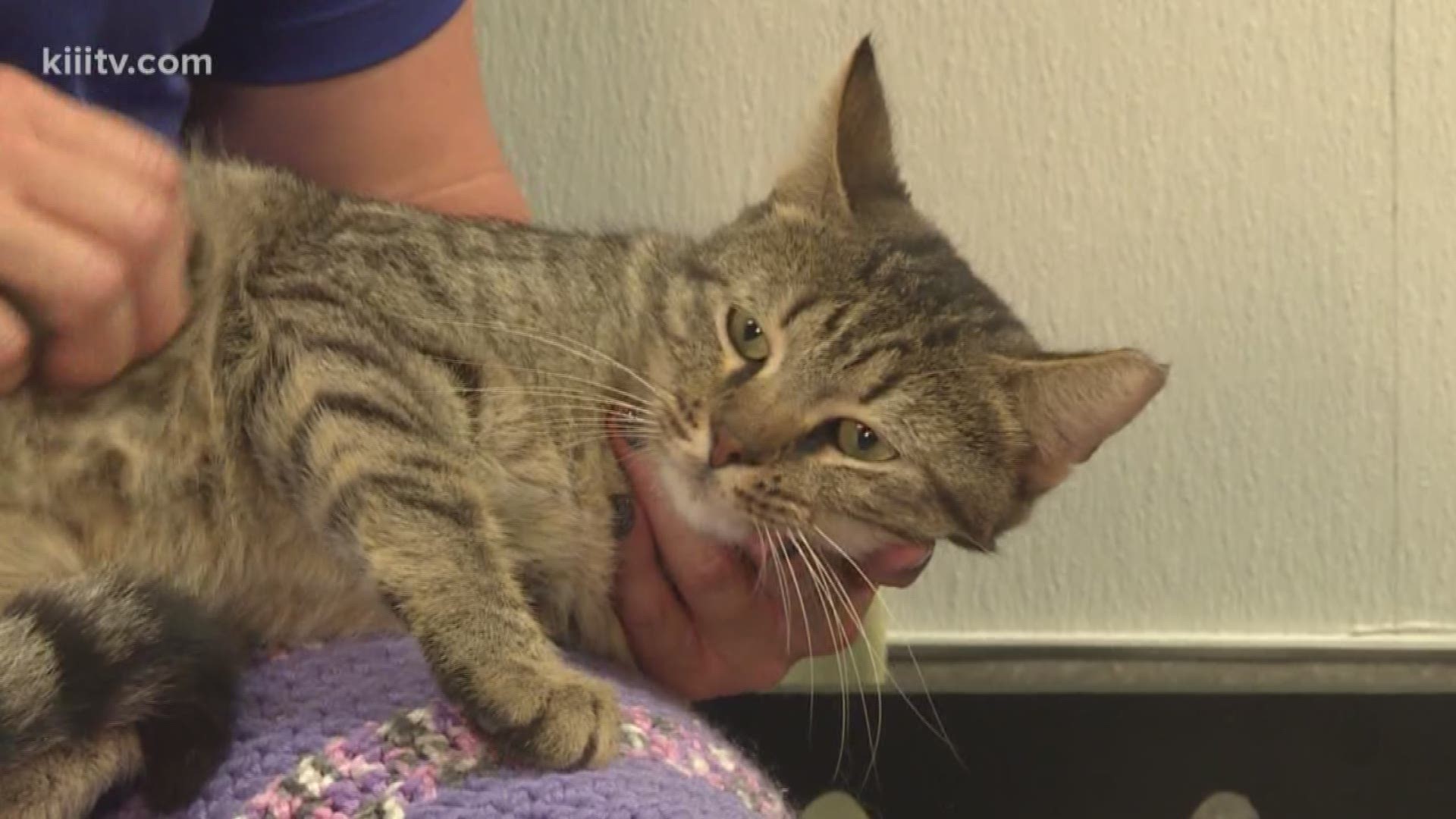 This week on Paws for Pets, Kristin Diaz visits PAAC, People Assisting Animal Control.