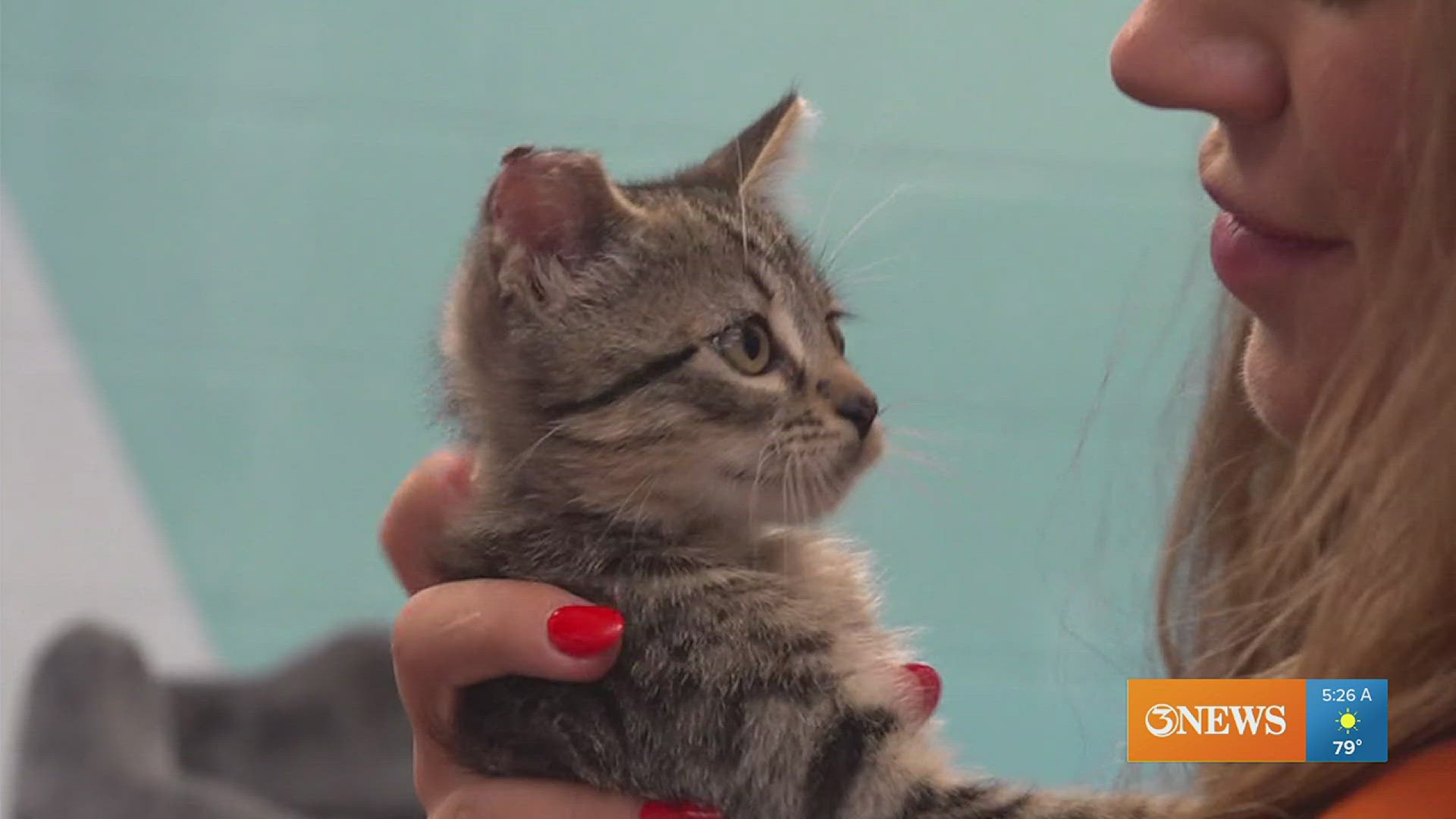 Much like his namesake, this adorable little kitty is missing just a small part of his ear-- but he makes up for it how much he'll make your heart grow.