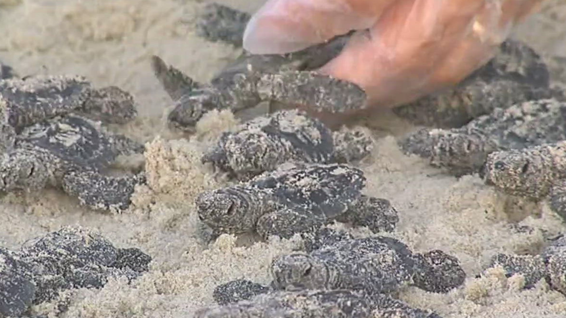 US Fish and Wildlife Services ask that beachgoers keep an eye out for nests and report them by calling 1-866-TURTLE5 (1-866-887-8535)