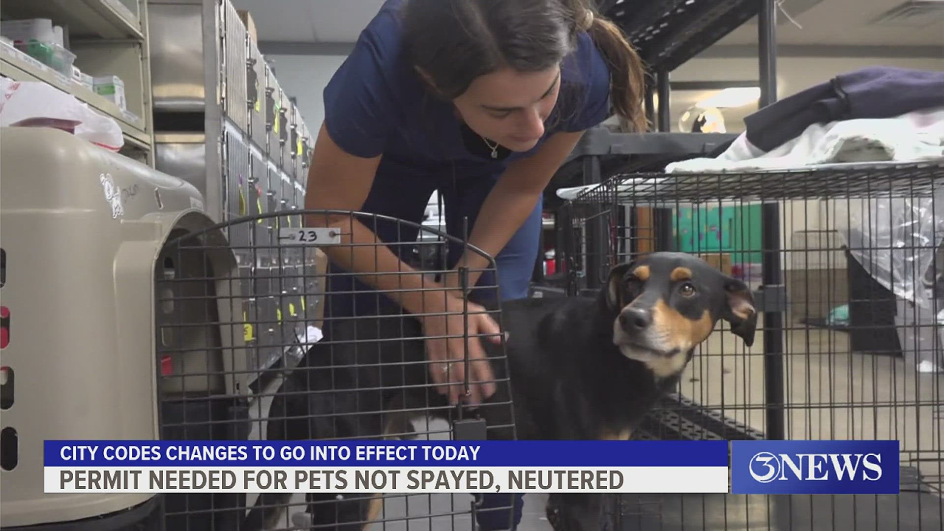 The Animal Care Services interim director said you will need an application and annual $50 permit for those who choose not to spay or neuter their pets.