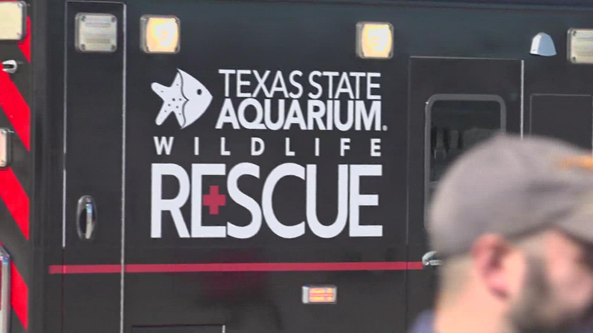 Texas State Aquarium was rehabilitating the sea turtles at facility leased from the Port of Corpus Christi due to space concerns.