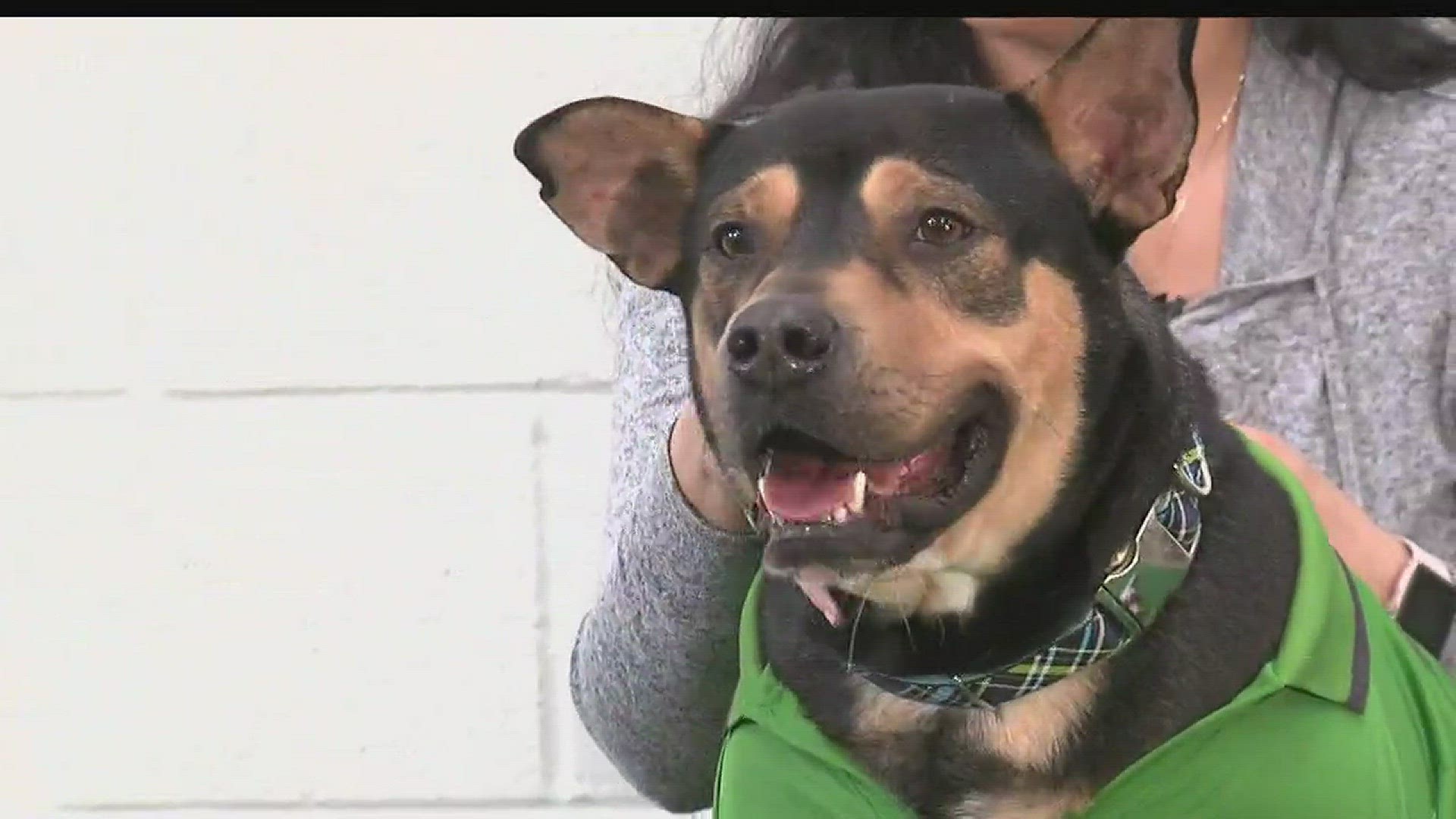 Adopt from the Gulf Coast Humane Society today.