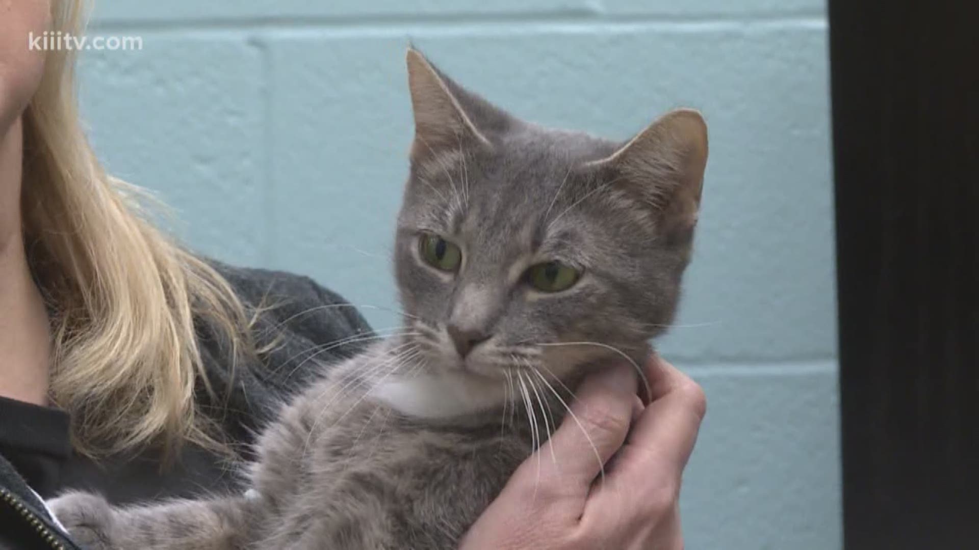 This Saturday's Pet is Tutti from the Gulf Coast Humane Society. She is just a little over a year old, and does not get along with other cats. If you would like more information on how to take her home, contact the GCHS for more information.