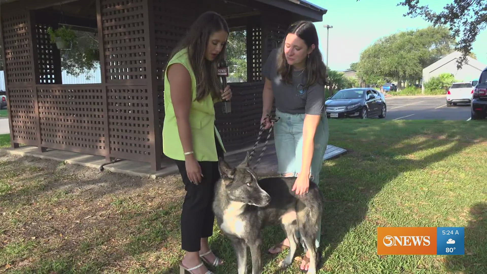 Fang is a Shephard-Husky mix with a serious name, but the only thing this sweet dog will take a bite out of is your heart.