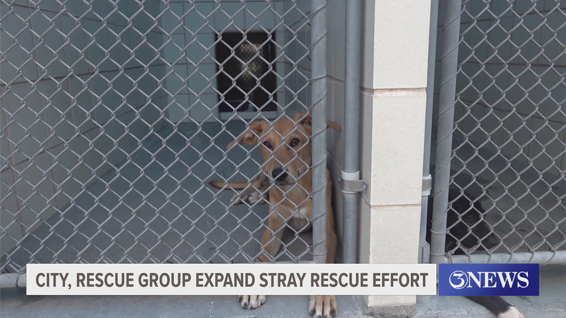 Getting Animals Local Animal Services Expanding Hours, Services | kiiitv.com