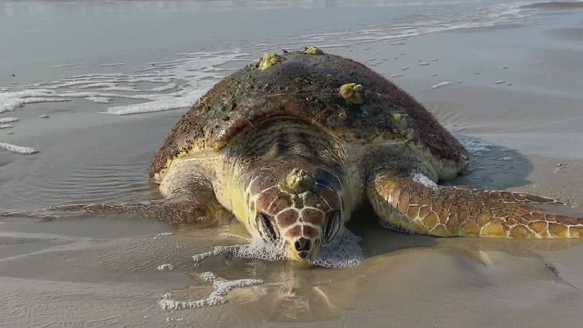 Dozens of stranded sea turtles found near Port Aransas