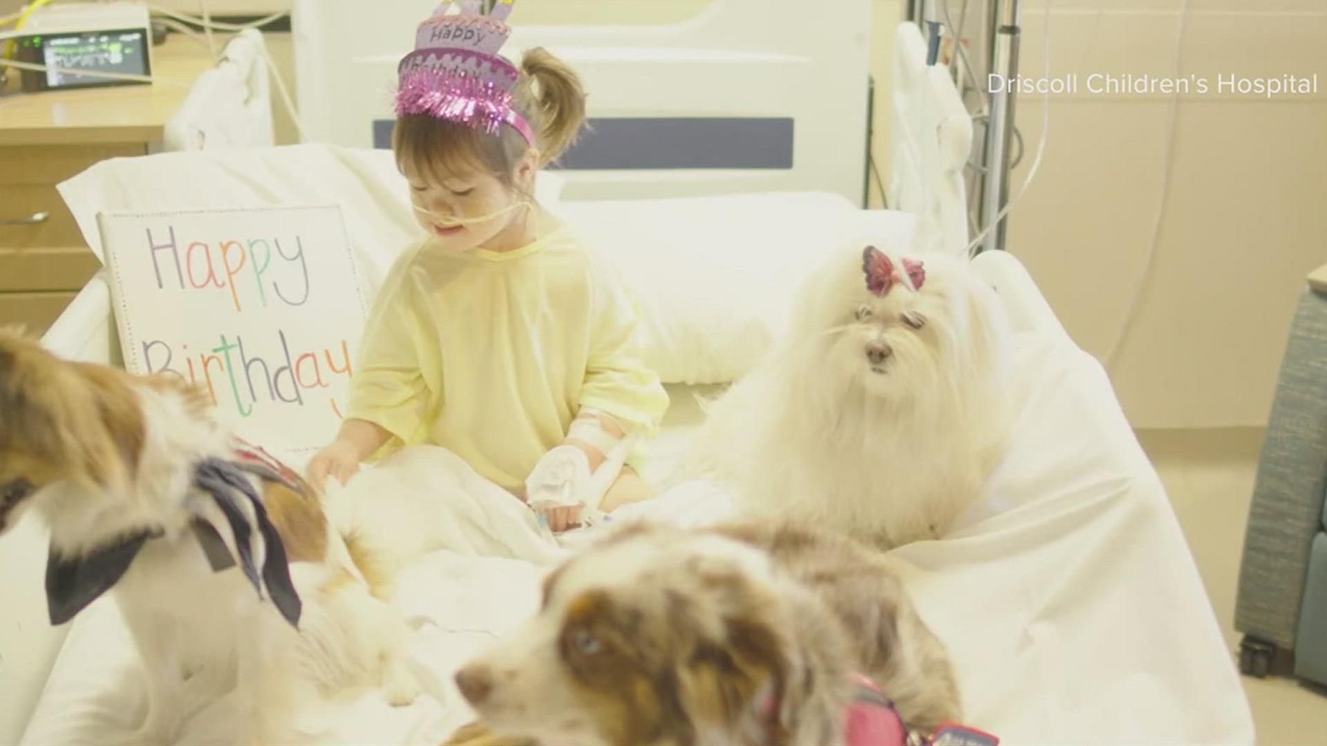 The six dogs part of the 'Paws for Patients' program visit the young patients and lift their spirits while they are treated at the hospital.