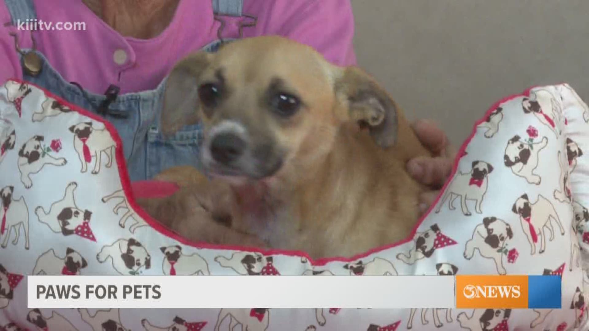 An adorable chiweenie one of the PeeWee Pet adoption success stories