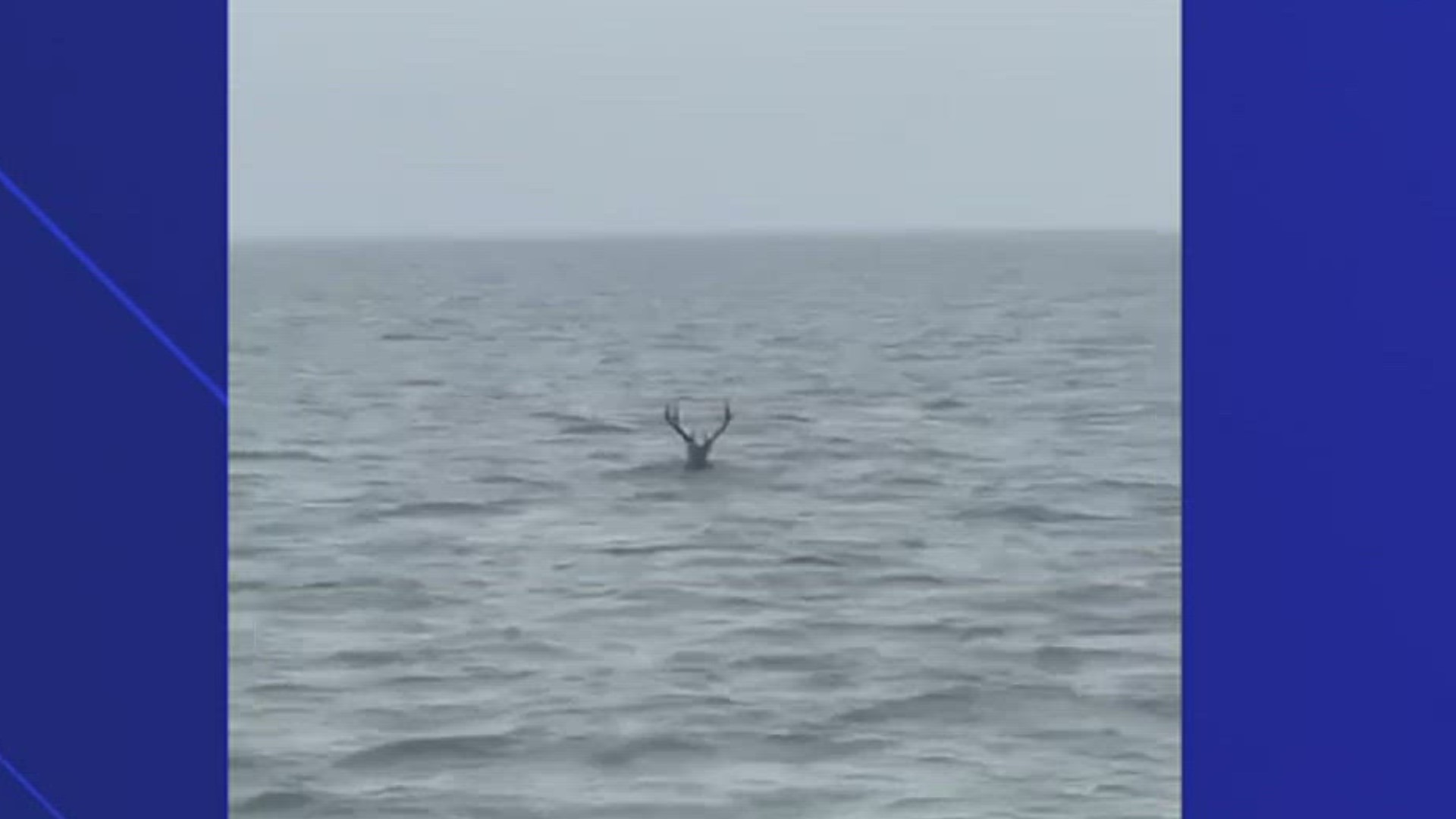Check this out! A white-tailed buck taking a dip in an area bay- could it be one of Santa's reindeer?