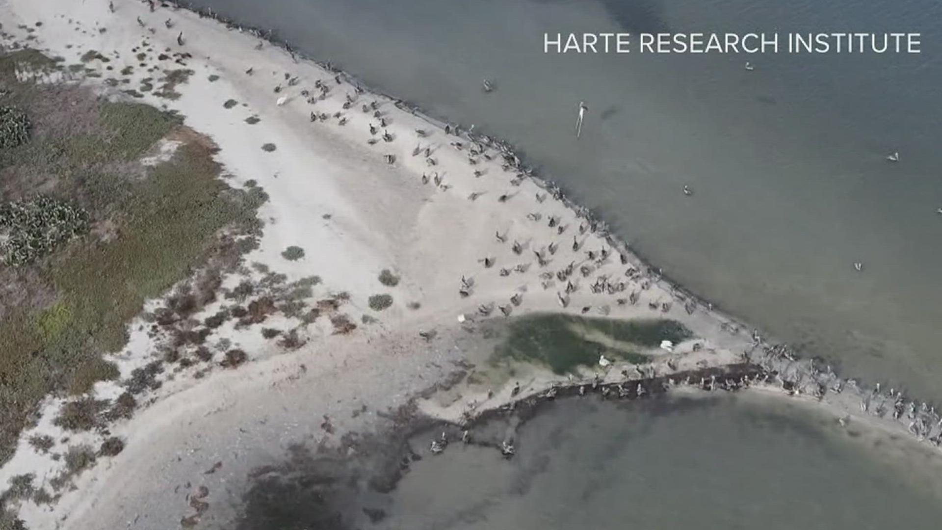 Researchers over at TAMU-CC's Harte Research Institute are using drone technology to observe where birds nest in relation to the changing climate.