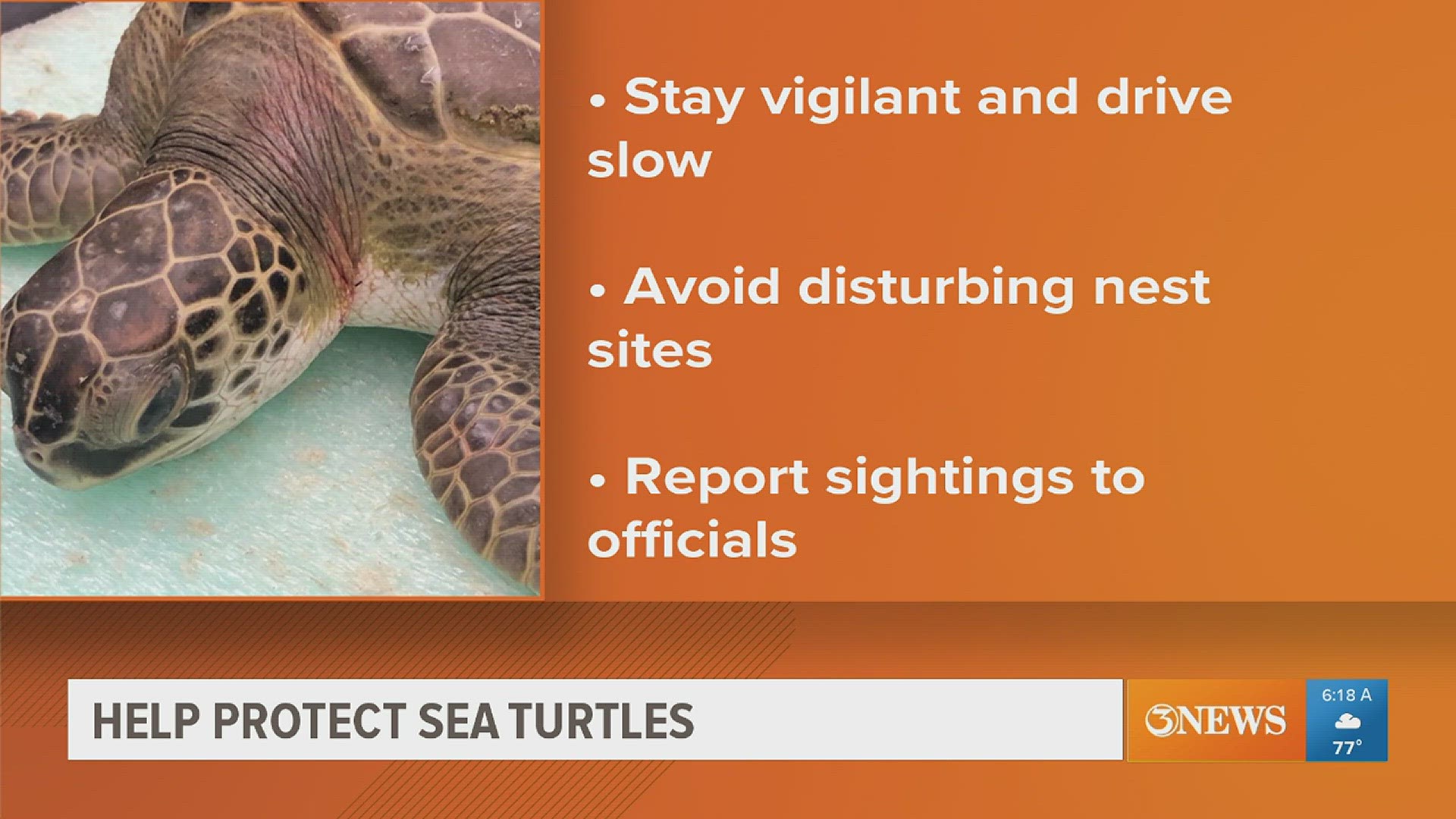 Turtles are expected to nest both during the day and at night from April through August.