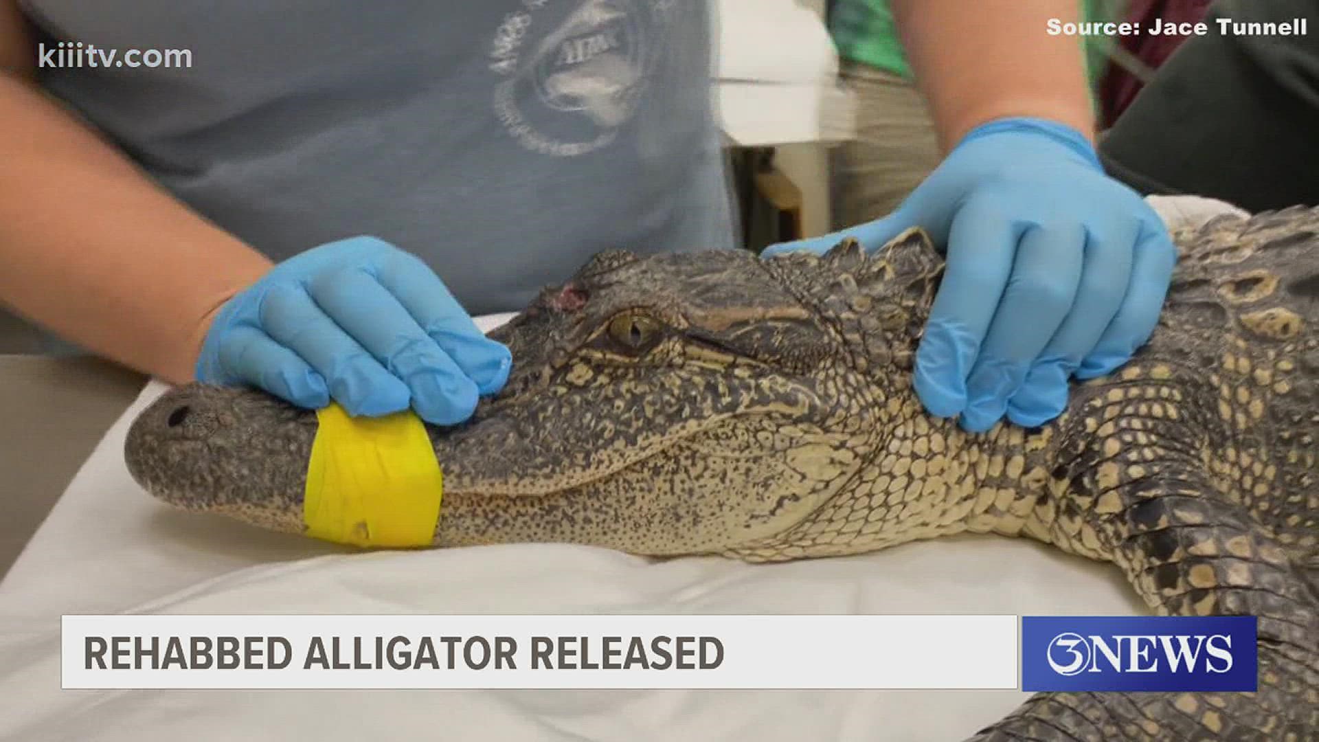 The gator's new home will now be the Fennessey Ranch near Refugio along the Mission River.