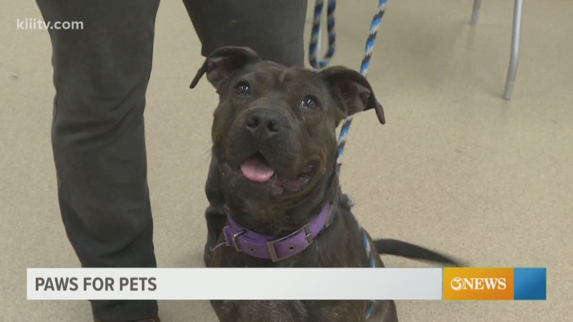 Adopt your next pet from the Gulf Coast Humane Society.