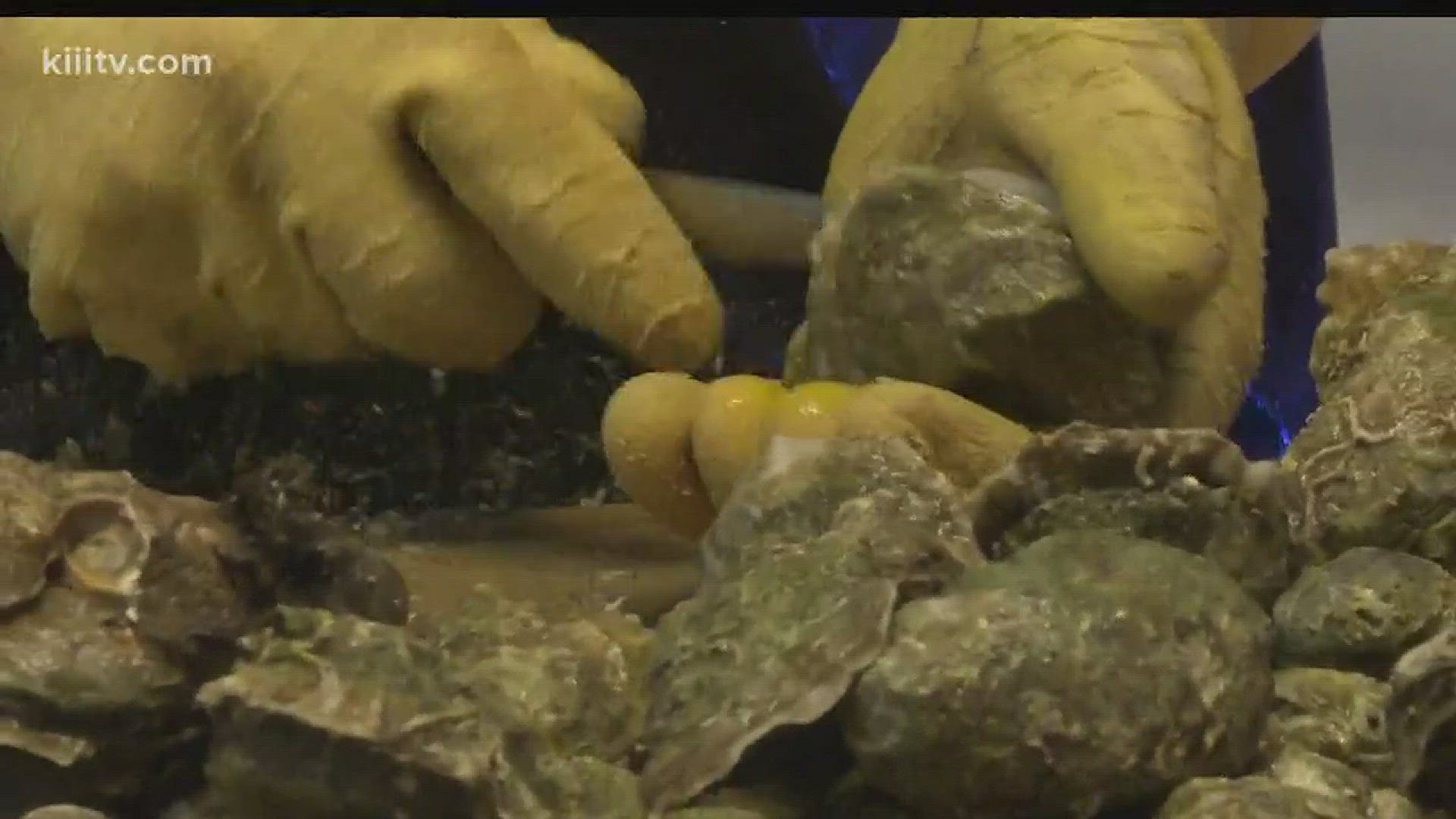 Sunday is the last day to scoop up some fresh oysters in the town of Fulton.