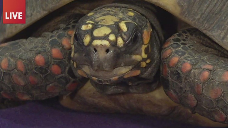 HERPS Exotic Reptile and Pet Show in Robstown this weekend